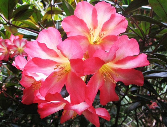 The April garden  vireya rhododendrons | Tikorangi The Jury Garden