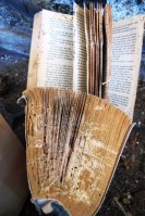 I had to burn books. so badly infested were they 