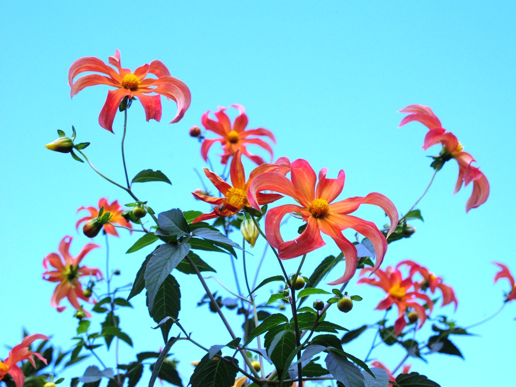 Tree dahlia 'Orchid', bred by Keith Hammett 