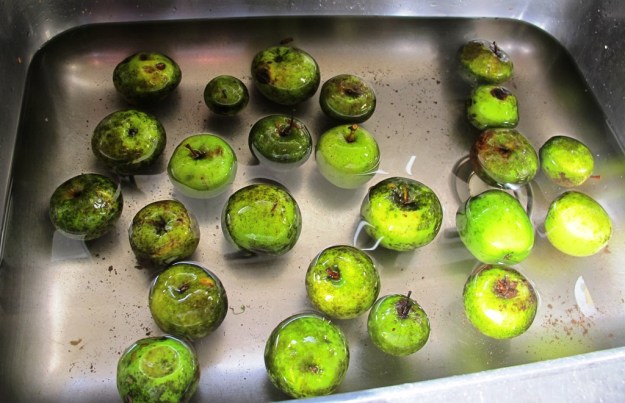Unripe windfall Granny Smiths 