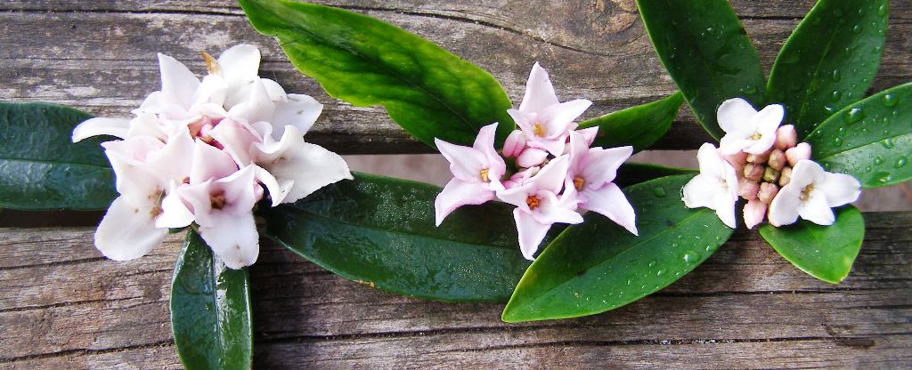 Perfume Princess to the left, centre is a large flowered D. odora 'Grace Stewart', right is a normal sized Daphne odora 