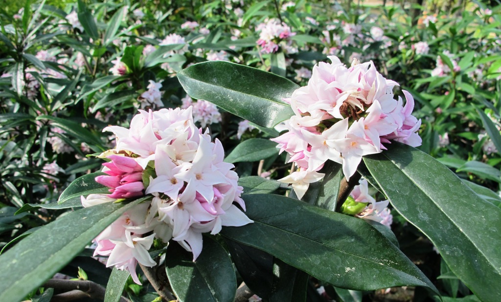 Mark's Daphne Perfume Princess 