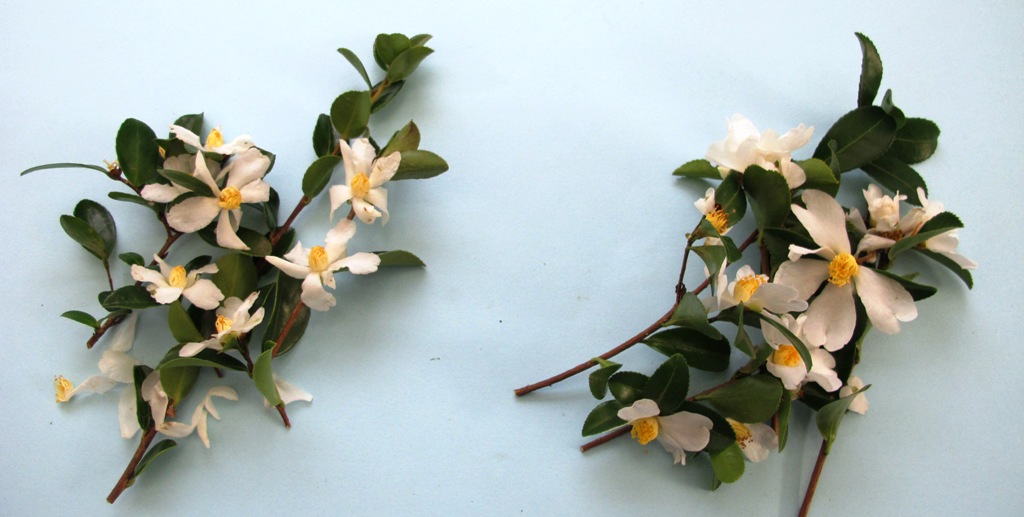 Camellia brevistyla left, microphylla right. They look mighty similar to us. 