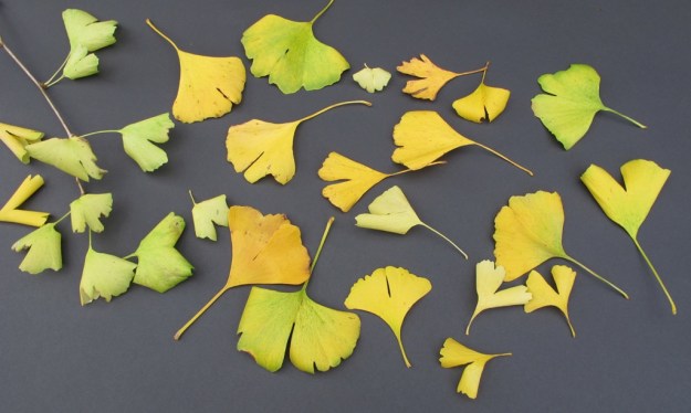 Ginkgo leaves 