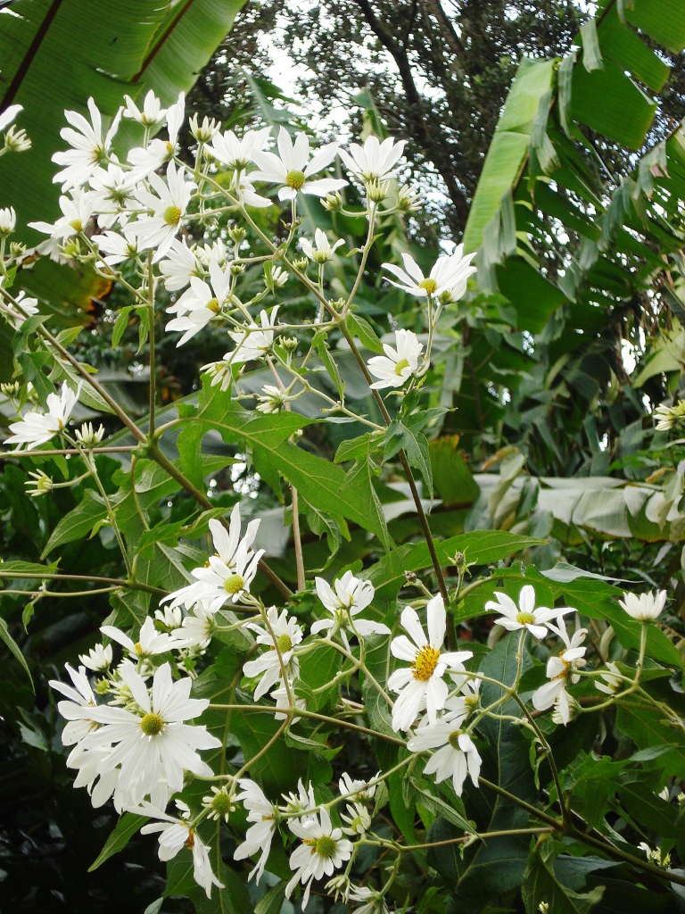Lovely in bloom, huge, but what is it? 