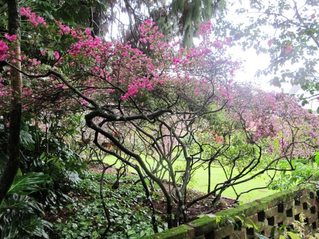 The Kurume azaleas, underplanted with Cyclamen hederafolium 