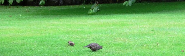 Mama Quail and two little feathered bumble bees of babies feeding on the lawn