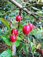 But at least I have red tamarillos on file 