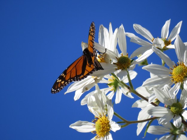I admit I probably took eleventy thousand photos of the monarchs this week 