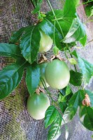 I lack a photo of passionfruit at the purple stage  of ripening 