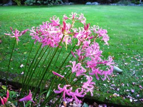 Nerine bowdenii on May 11 