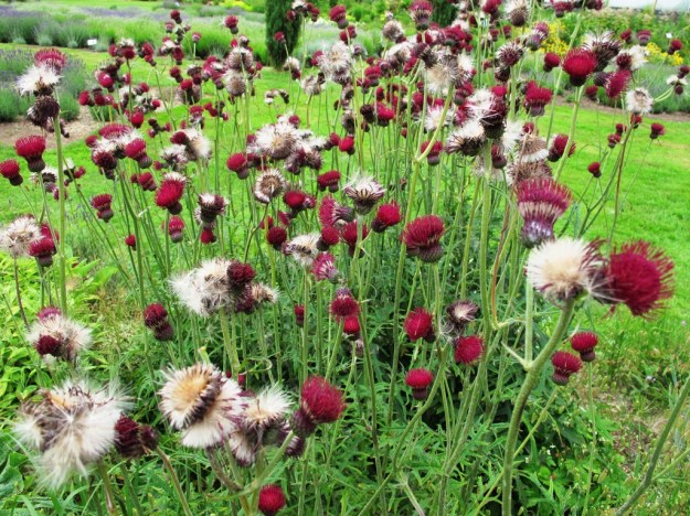  Cirsium rivulare 'Atropurpureum' or plume thistle, I think. 