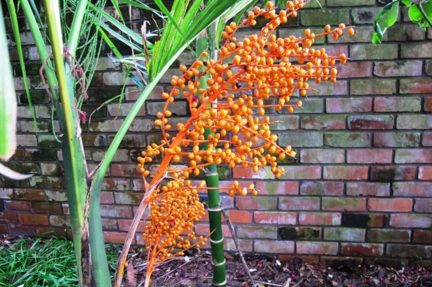 Chamaedorea woodsoniana growing in a protected position in our temperate climate 