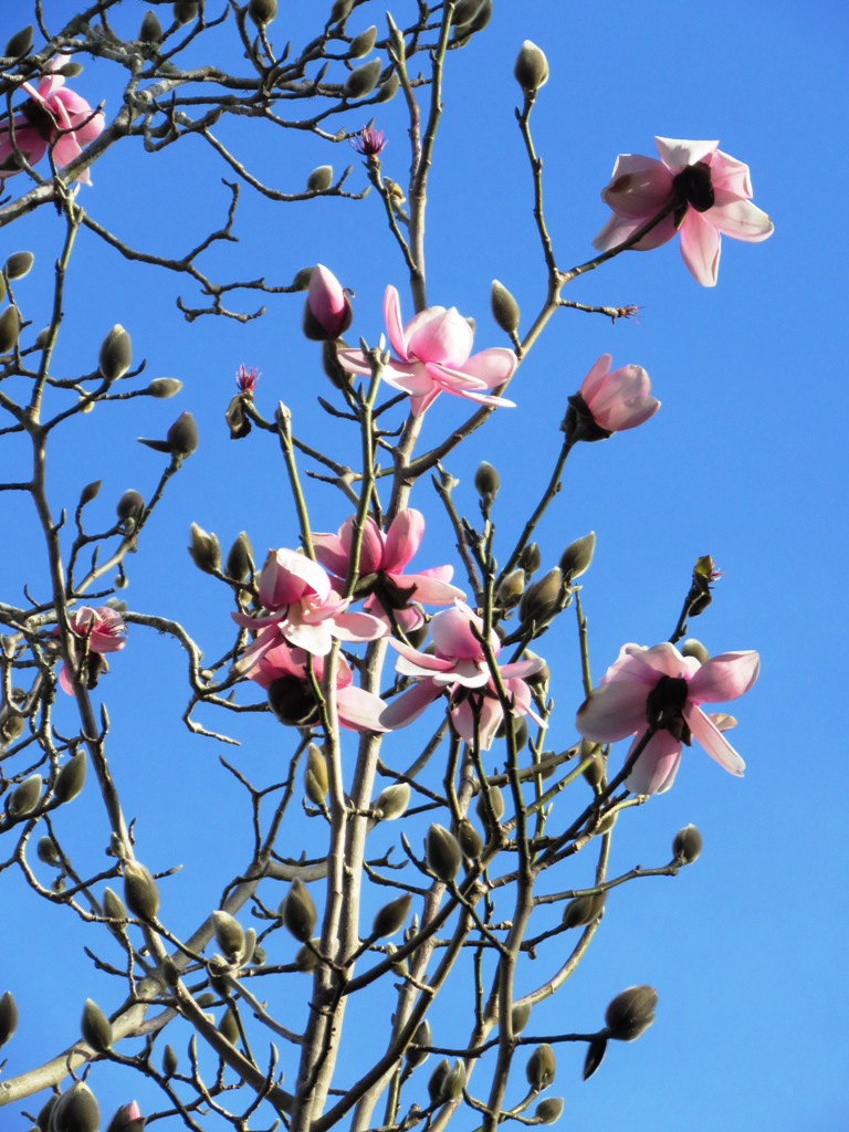 Magnolia campbellii 