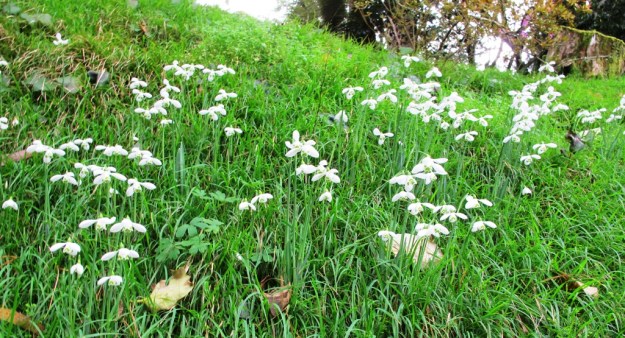 Snowdrops on a hillside