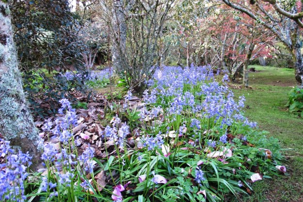  Bluebells planted on the margins, drifting through our park area