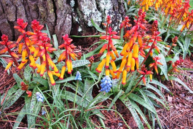 Lachenalia aloides and grape hyacinths (muscari) at the base of Pinus muricata