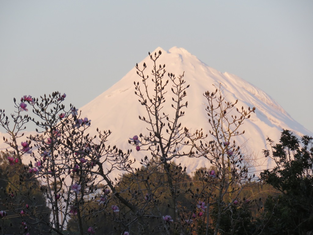 Magnolia campbellii in our park and Mount Taranaki 