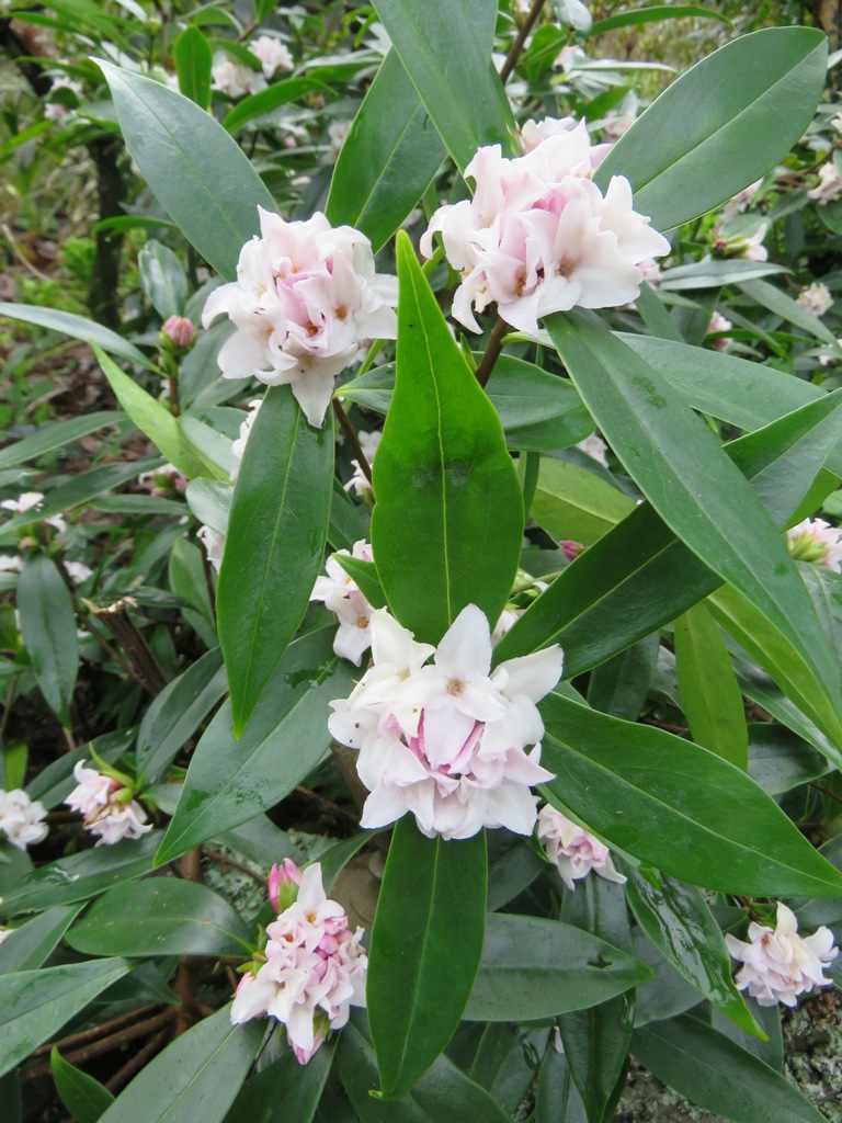 Daphne Perfume Princess 