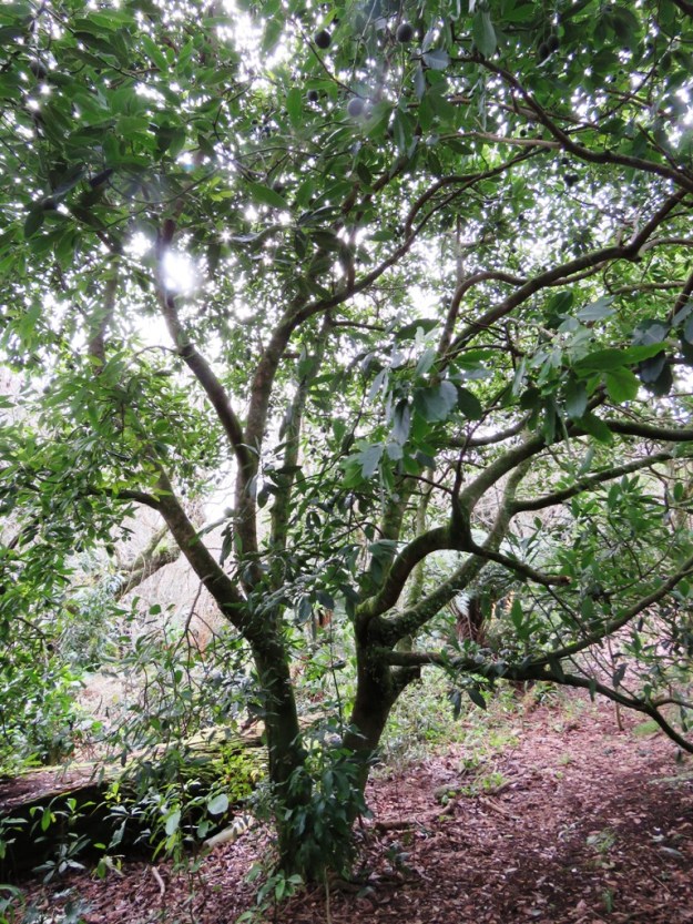 Avocado tree