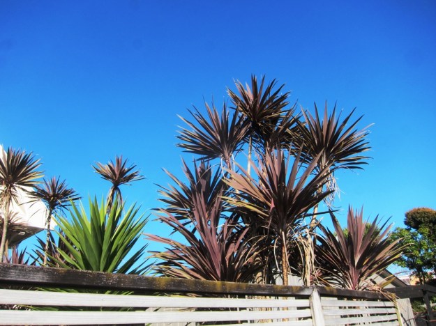 Cordyline australis 'Purpurea' 