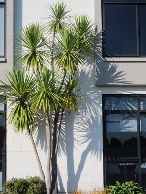 Cordyline australis outside Devon Hotel 