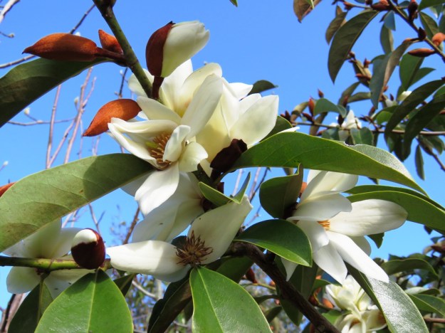 Mark's Fairy Magnolia White 