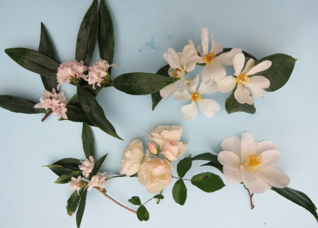 Picked in the rain today 