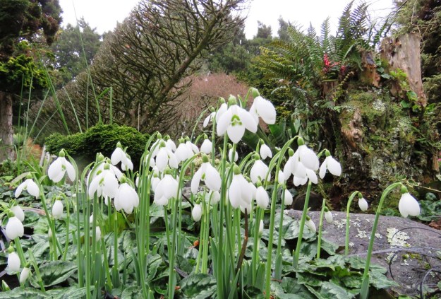 Galanthus - the winter snowdrops 