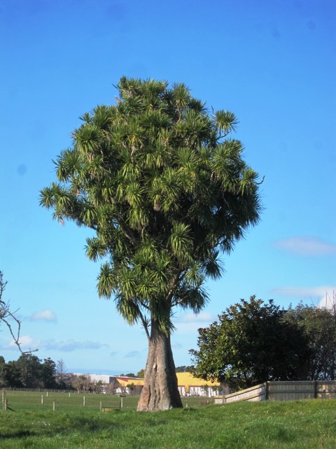 Cordyline australis at a grand old age near Waitara 