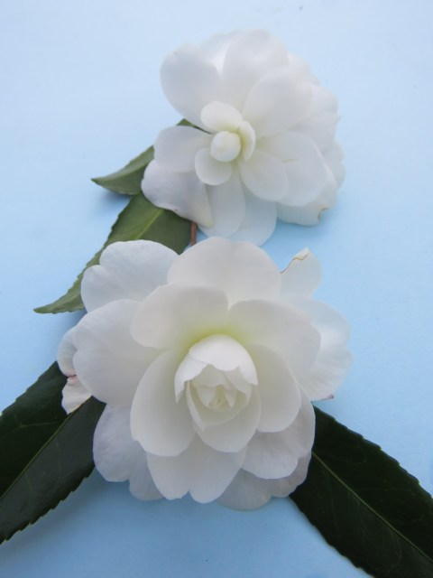 Early Pearly - the loveliest of sasanqua camellia flower forms 