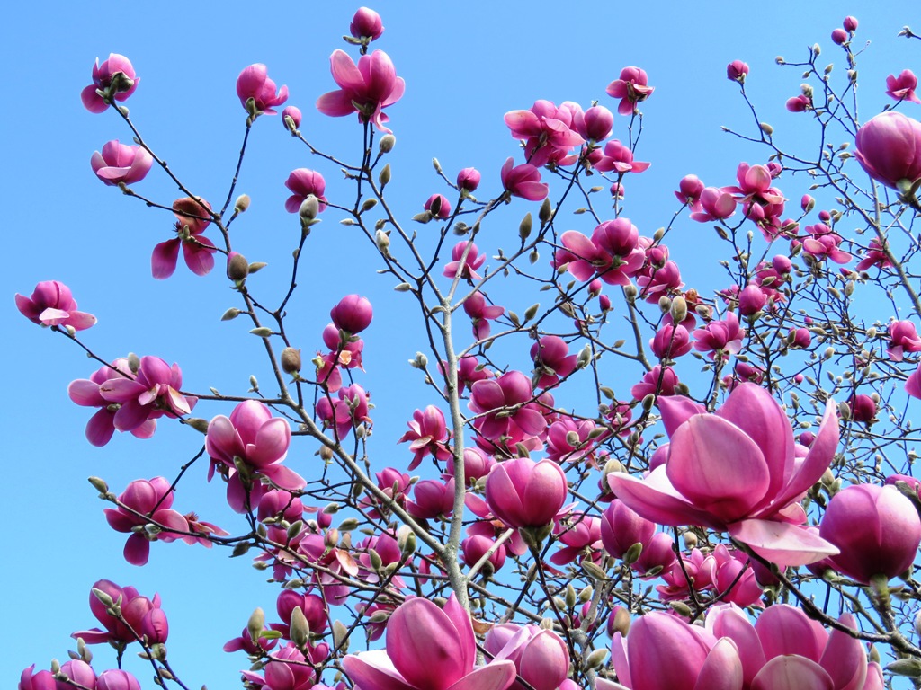 Just an unnamed seedling 