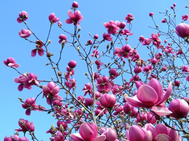 Just an unnamed seedling 