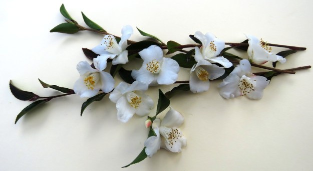 Camellia transnokoensis 