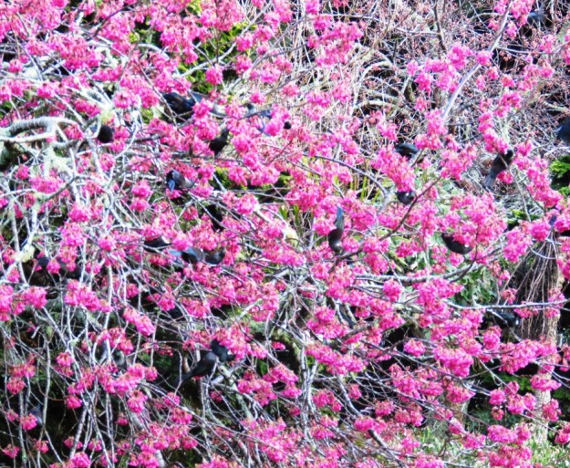 Too many to count. All the black shadows are tui. 