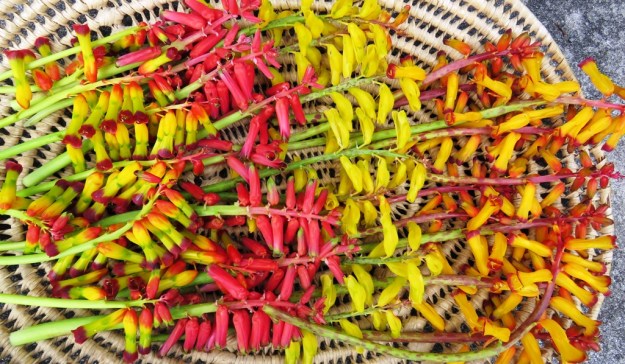 Left to right: Lachenalia aloides quadricolor, bulbifera, reflexa hybrid, aloides  