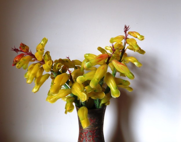 Mark's reflexa hybrid is stronger growing than the straight species 