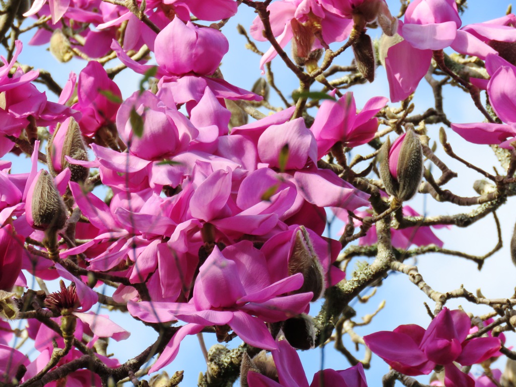 'Lanarth" is in full flower and looking particularly fine this week 