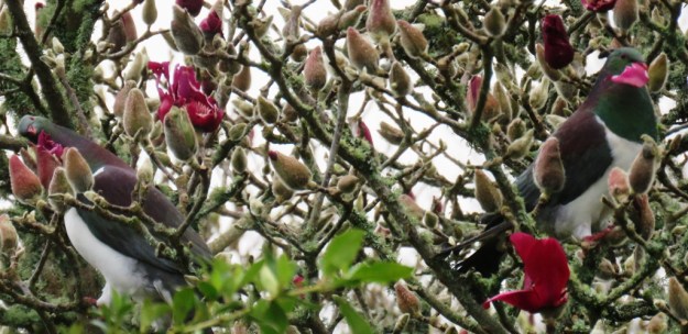 Apparently Vulcan scores highly on the kereru taste test 