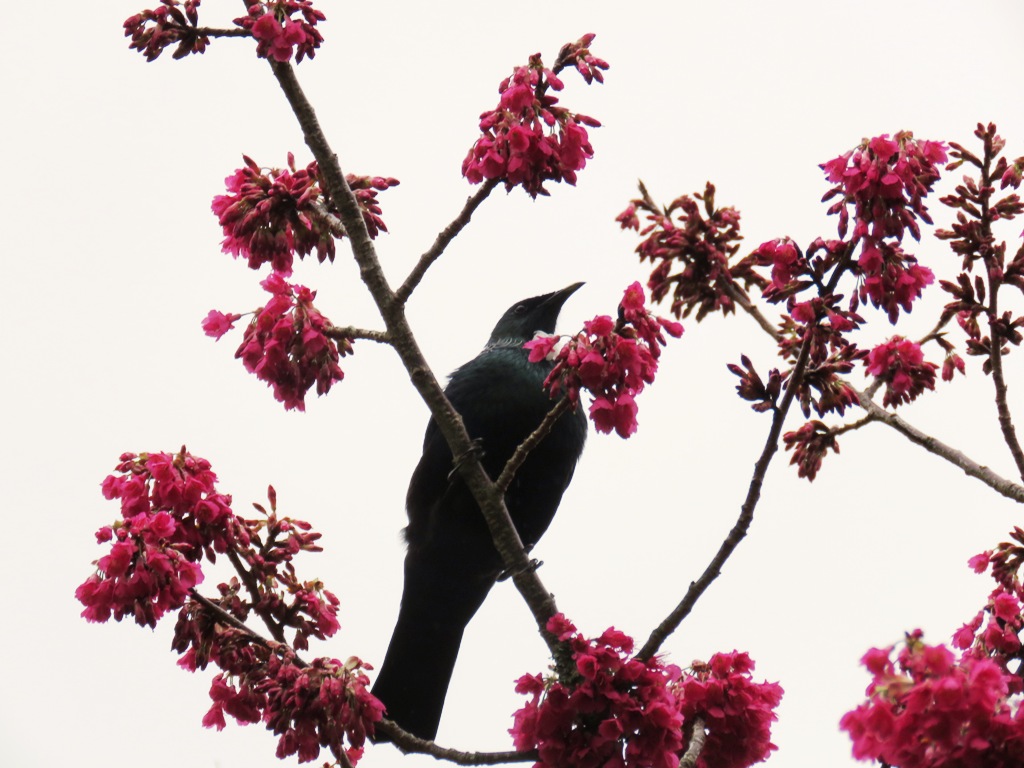 Tui in the cherry tree 