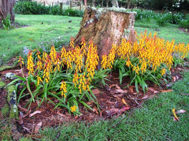 Nothing subtle about aloides but great in semi-wild areas 