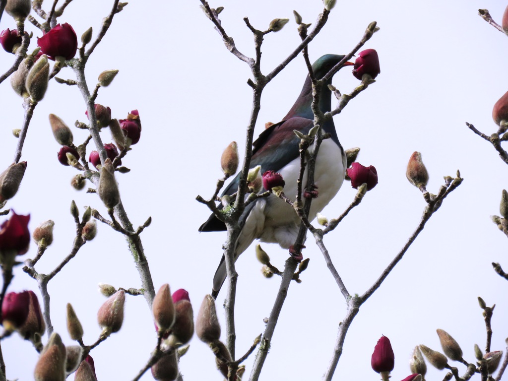 Kereru feasting on Magnolia Vulcan buds 