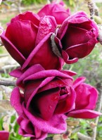 Magnolia 'Genie' 
