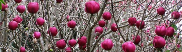 Magnolia 'Black Tulip' 