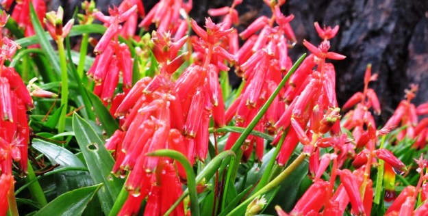 Lachenalia bulbifera 