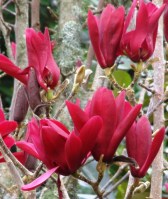 Magnolia 'Burgundy Star' 