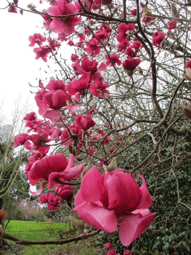 Magnolia 'Felix Jury' 
