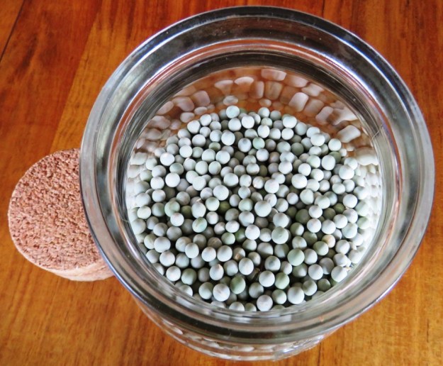 This is the blue pea but Mark is unconvinced by either crop yield or flavour so will keep to more traditional green varieties this season 