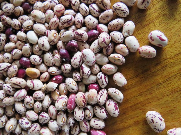 Borlottis are both decorative and excellent croppers 