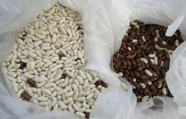 Variations on Phaseolus vulgaris with a little cross contamination 